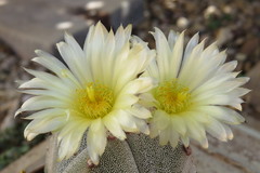 Astrophytum myriostigma