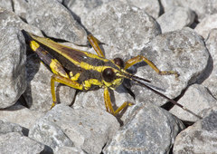 Traulia azureipennis