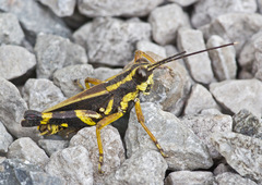 Traulia azureipennis