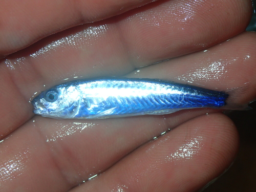 Mullus barbatus