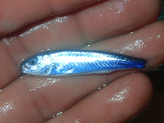 Mullus barbatus
