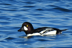 Bucephala clangula × islandica