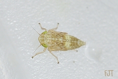 Cicadellidae