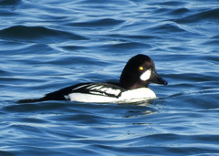 Bucephala clangula × islandica