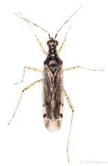 Dicyphus errans