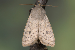 Orthosia gracilis