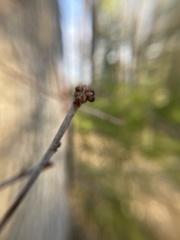 Neuroterus vesicula