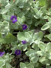 Phacelia patuliflora