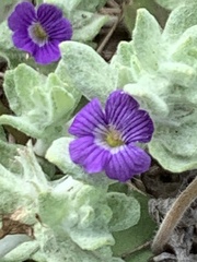 Phacelia patuliflora