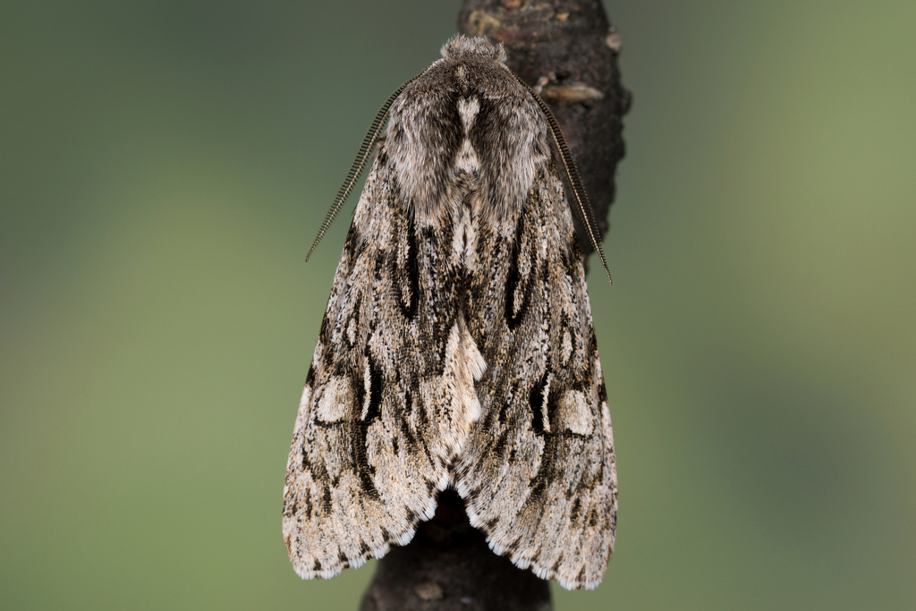 Brachionycha