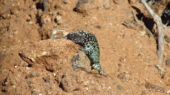 Liolaemus zapallarensis