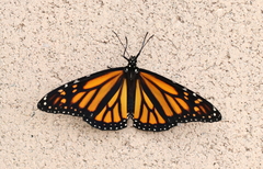 Danaus plexippus