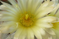 Astrophytum myriostigma