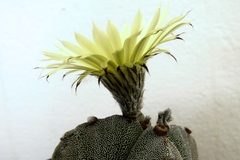 Astrophytum myriostigma