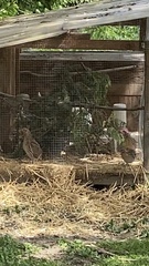 Coturnix