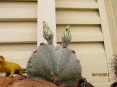 Astrophytum myriostigma