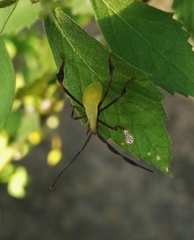 Anisoscelis marginellus