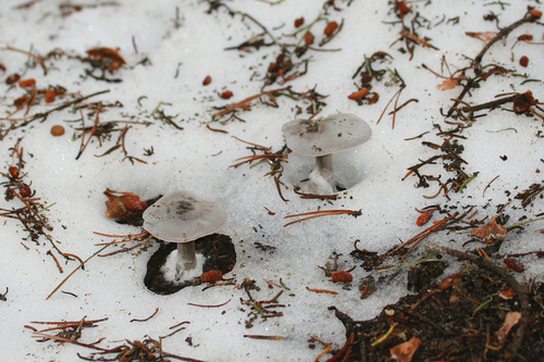 Snowmelt Clitocybe