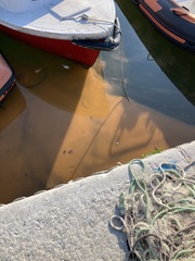 Noctiluca scintillans