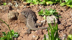 Liolaemus zapallarensis