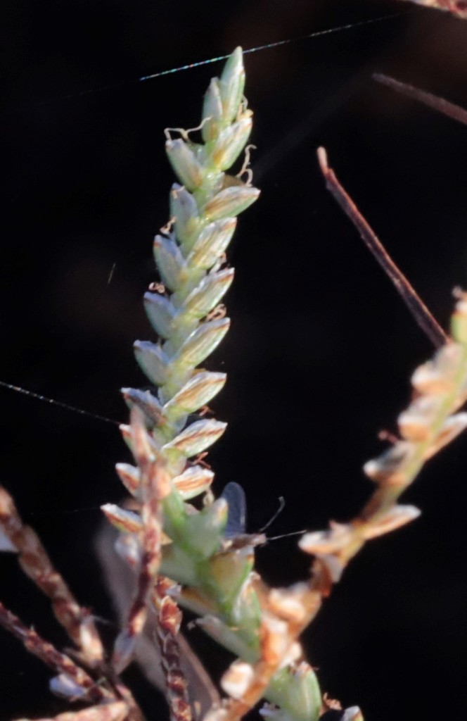 Cói Qui (Cyperus procerus)
