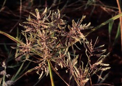 Cyperus procerus