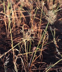 Cyperus procerus