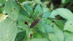 Anisoscelis marginellus