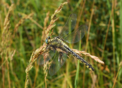Gomphus