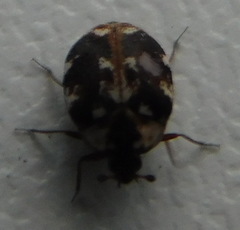 Anthrenus picturatus