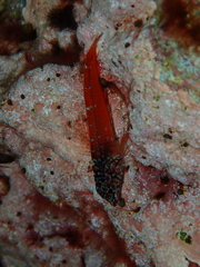 Tripterygion melanurus