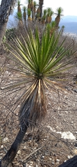 Yucca periculosa