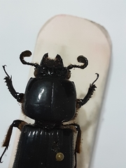 Passalus