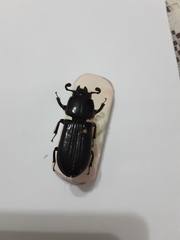 Passalus