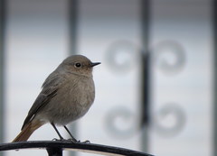 Phoenicurus ochruros