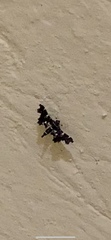 Diasemiodes
