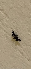 Diasemiodes