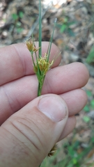 Rhynchospora fascicularis