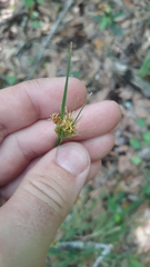 Rhynchospora fascicularis