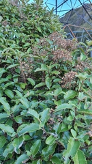 Olearia × macrodonta