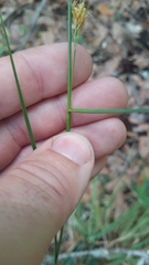 Rhynchospora fascicularis