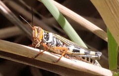 Zebratula flavonigra