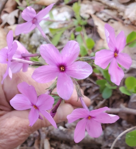 Phlox stolonifera