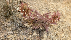 Pedicularis densiflora
