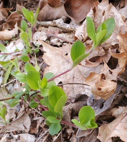 Phlox stolonifera