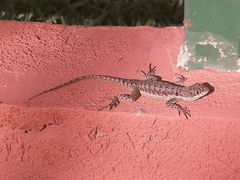 Tropidurus catalanensis
