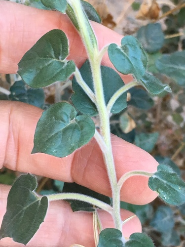 Heartleaf Suncup (Chylismia cardiophylla)