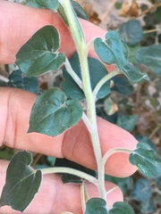 Heartleaf Suncup (Chylismia cardiophylla)