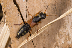 Staphylinus erythropterus