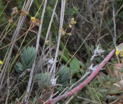 Petrosedum sediforme